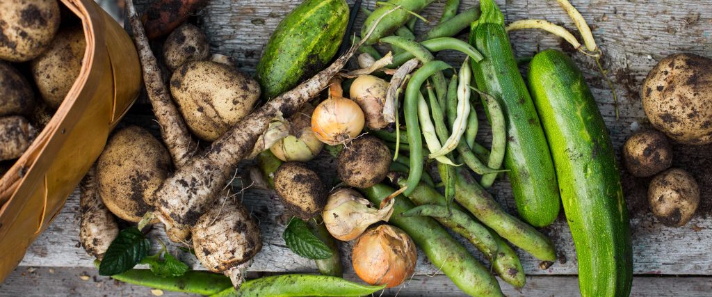 Färska rotfrukter och grönsaker på ett bord, inklusive potatis, palsternacka, lök, zucchini och gröna bönor